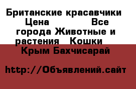 Британские красавчики › Цена ­ 35 000 - Все города Животные и растения » Кошки   . Крым,Бахчисарай